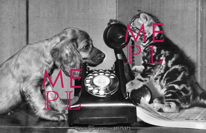  : Susi - with cat and telephone
