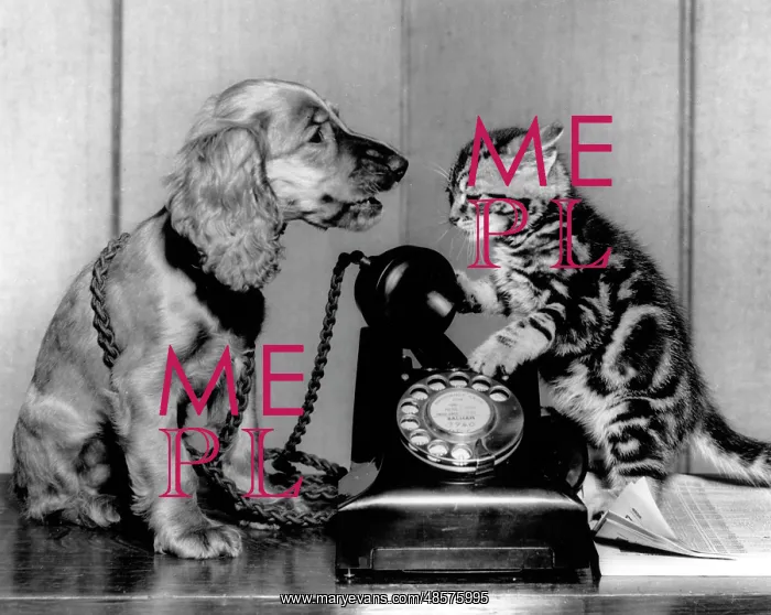  : Susi - with cat and telephone