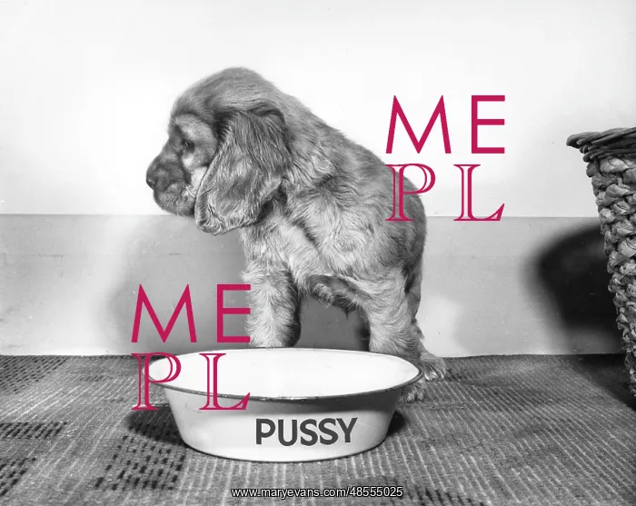  : Susi - with cat's bowl