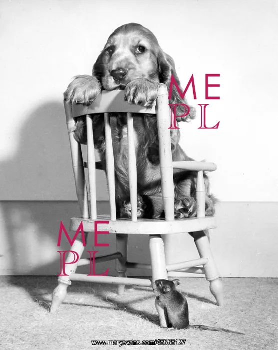 : Susi - on chair, with mouse below : Susi - on chair, with mouse below