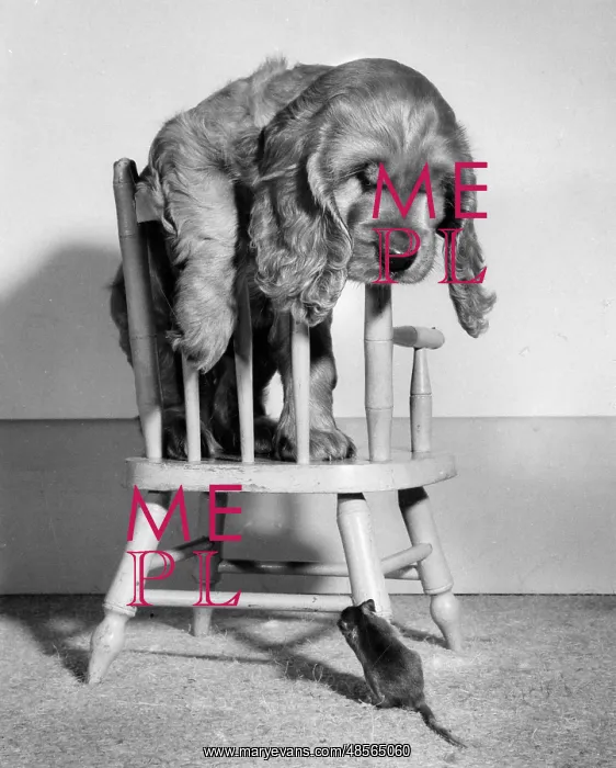 : Susi - on chair, with mouse below : Susi - on chair, with mouse below