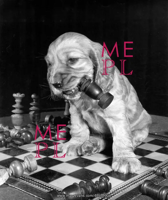 : Susi - chewing a chess piece : Susi - chewing a chess piece