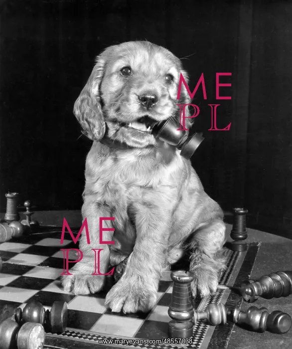 : Susi - chewing a chess piece : Susi - chewing a chess piece