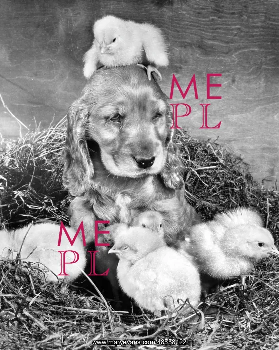 : Susi - with chicks : Susi - with chicks