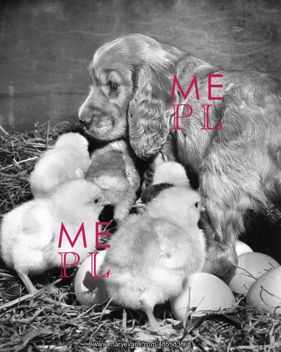  : Susi - with chicks