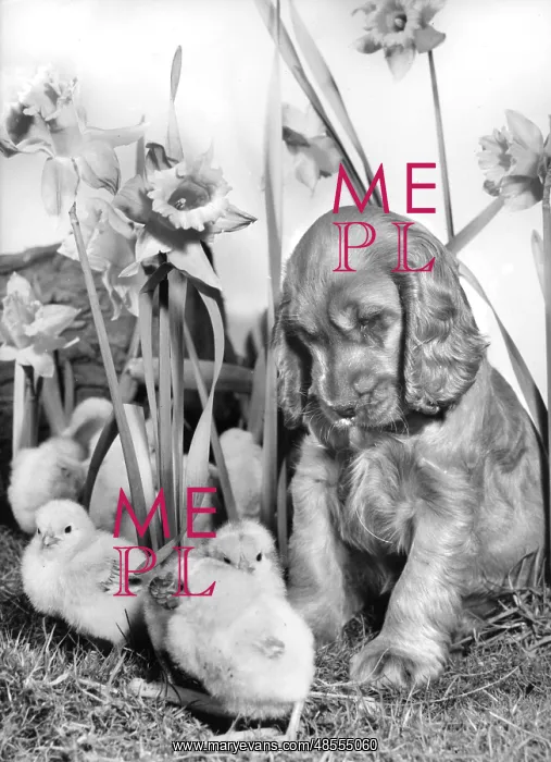  : Susi - with chicks and daffodils