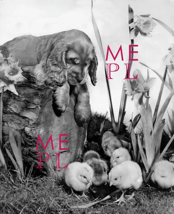  : Susi - with chicks and daffodils