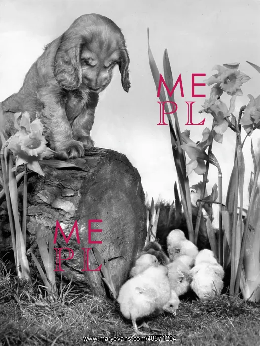 : Susi - with chicks and daffodils