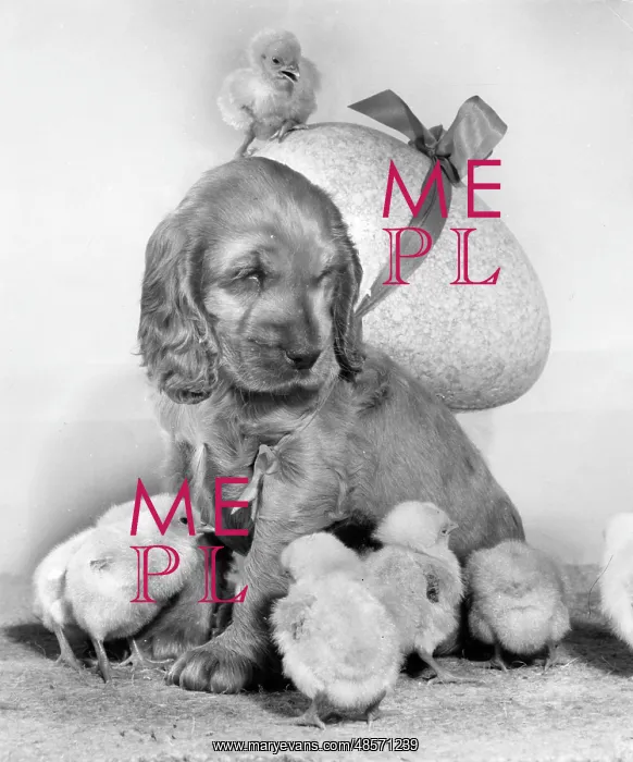  : Susi - with chicks and large Easter egg