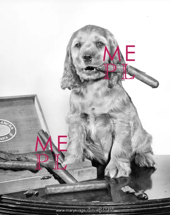  : Susi - with a cigar box