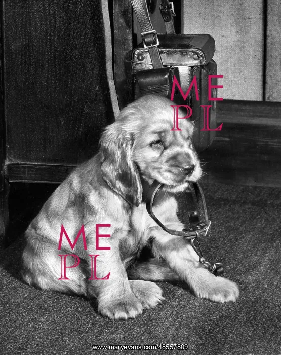  : Susi - with collar and lead