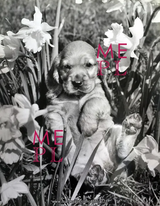  : Susi - with daffodils in the garden