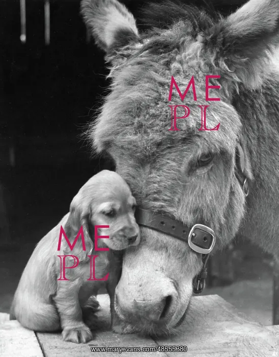  : Susi - with donkey