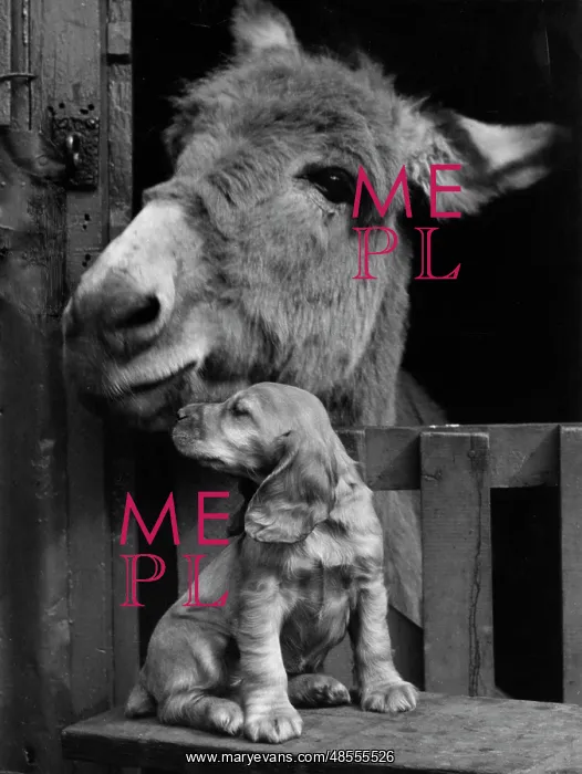  : Susi - with donkey