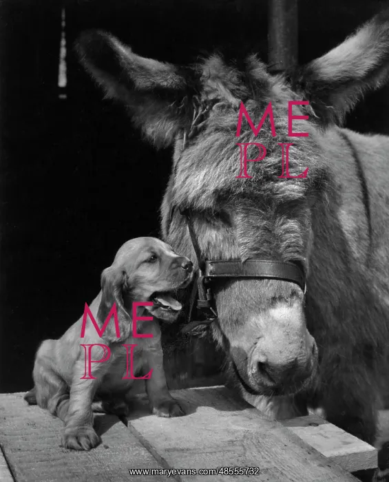  : Susi - with donkey