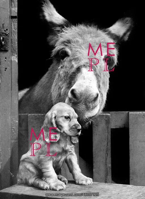  : Susi - with donkey