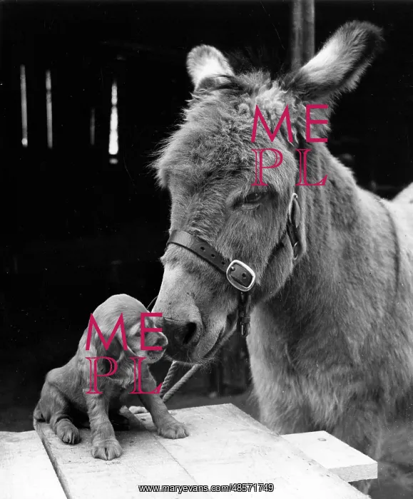  : Susi - with donkey