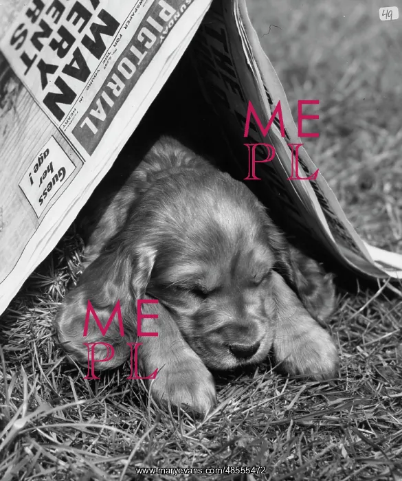 : Susi - dozing under a newspaper : Susi - dozing under a newspaper