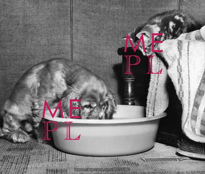 : Susi - drinking from a basin : Susi - drinking from a basin