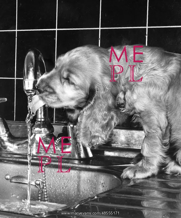  : Susi - drinking from the kitchen tap