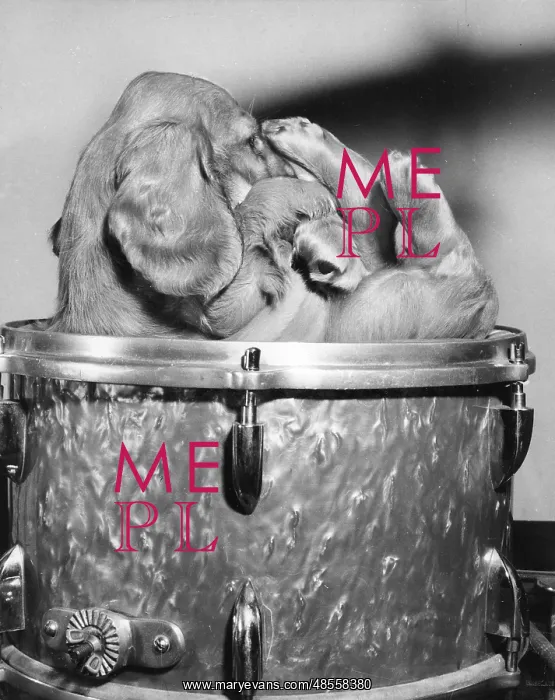  : Susi - on a drum