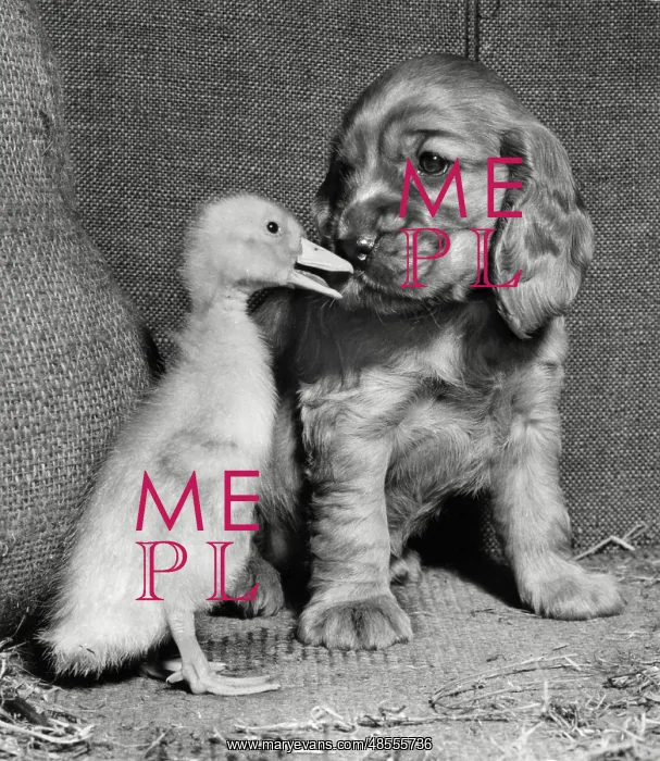  : Susi - with duckling