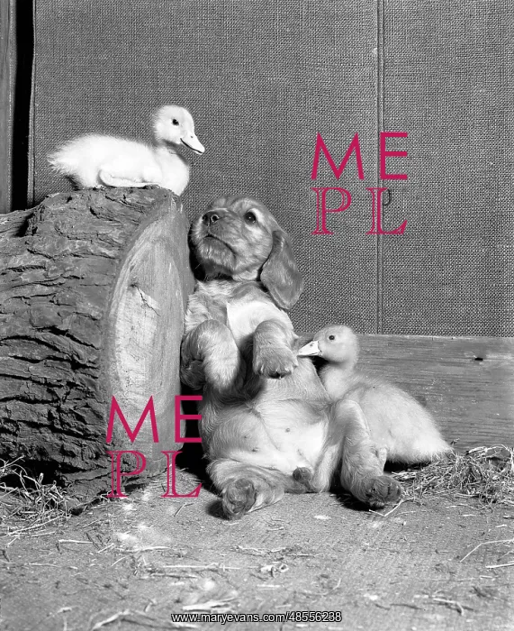  : Susi - with ducklings