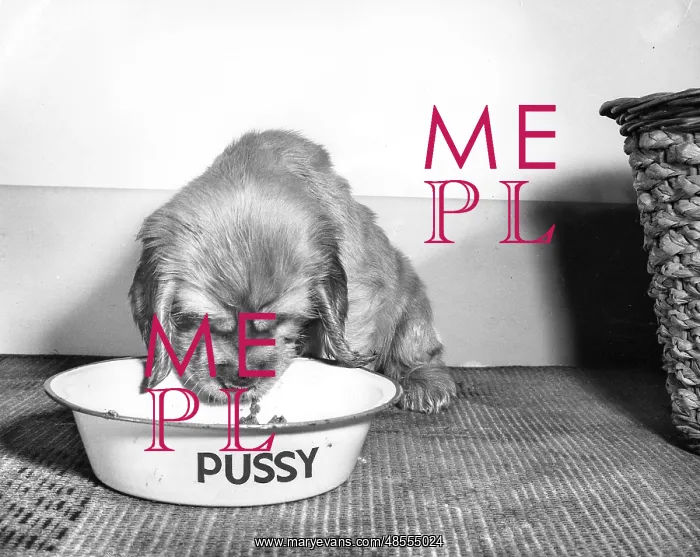 : Susi - eating from the cat's bowl : Susi - eating from the cat's bowl