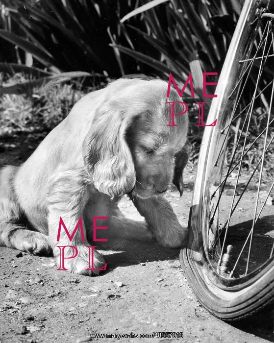 : Susi - examining a flat tyre : Susi - examining a flat tyre