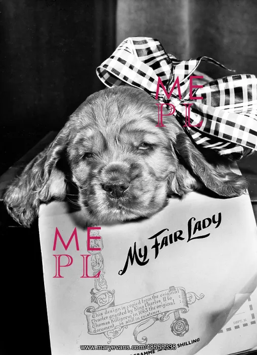 : Susi - My Fair Lady : Susi - My Fair Lady