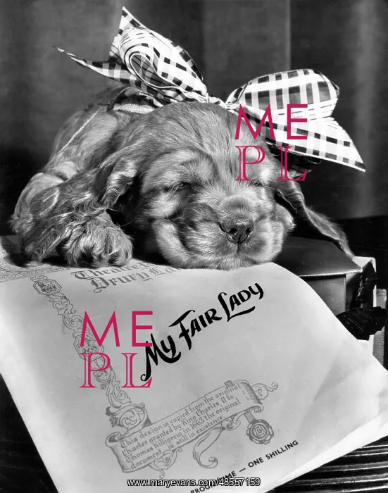 : Susi - My Fair Lady : Susi - My Fair Lady