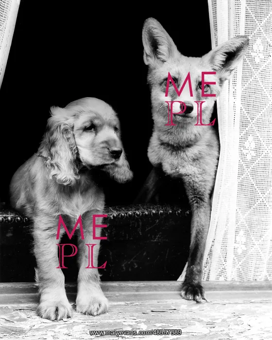  : Susi - with a fox