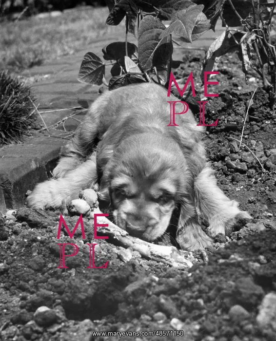  : Susi - in the garden with a bone