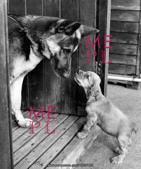  : Susi - with a German shepherd dog