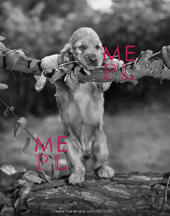 : Susi - hanging on a branch