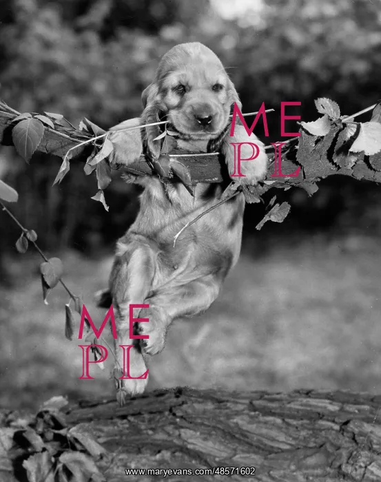  : Susi - hanging on a branch