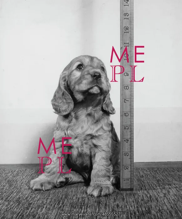 : Susi - having her height measured : Susi - having her height measured