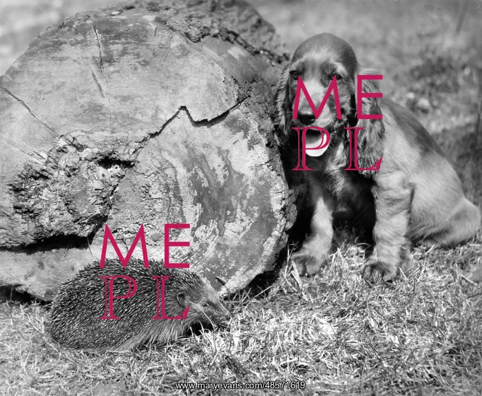  : Susi - with hedgehog
