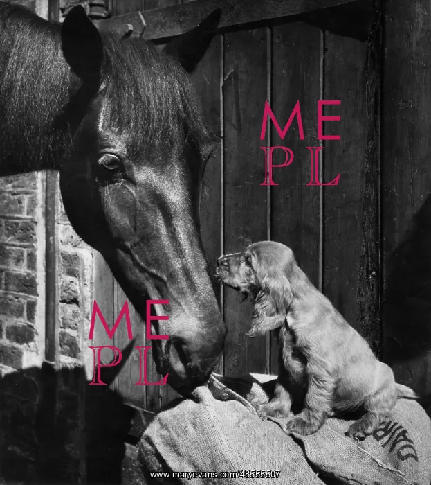  : Susi - with horse