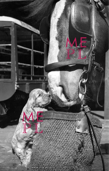  : Susi - with horse