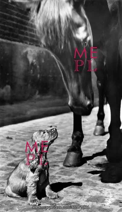  : Susi - with a horse