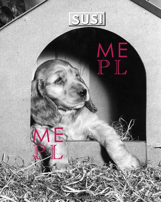  : Susi - in her kennel