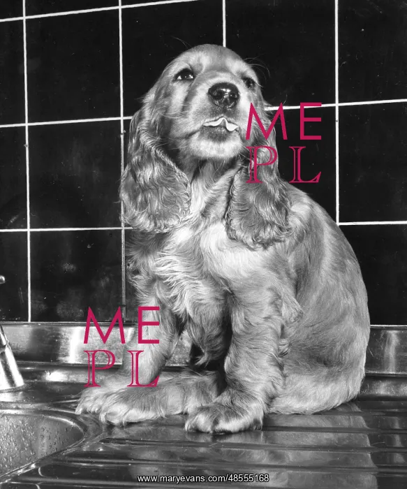  : Susi - on the kitchen sink