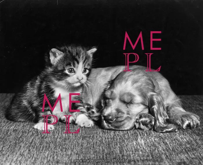  : Susi - with kitten
