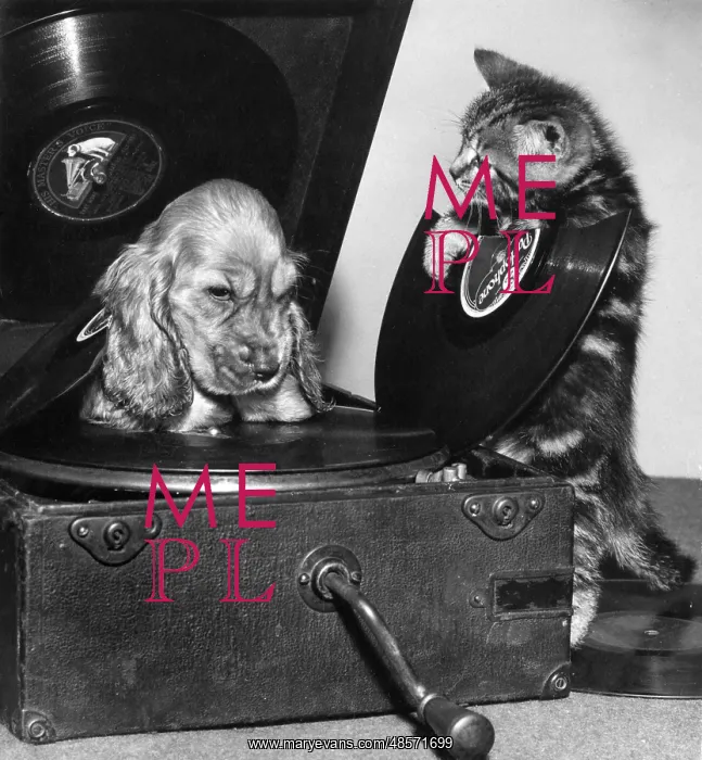  : Susi - with kitten and broken record