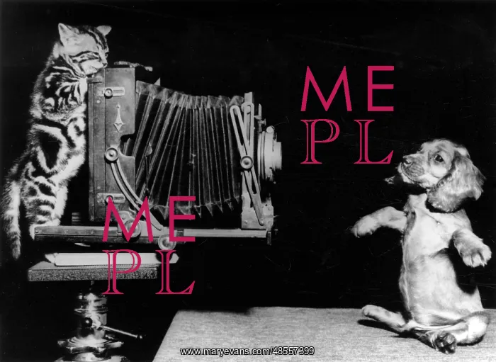 : Susi - with kitten and camera : Susi - with kitten and camera
