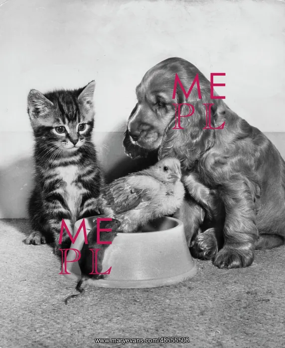 : Susi - with kitten, chick and mouse : Susi - with kitten, chick and mouse