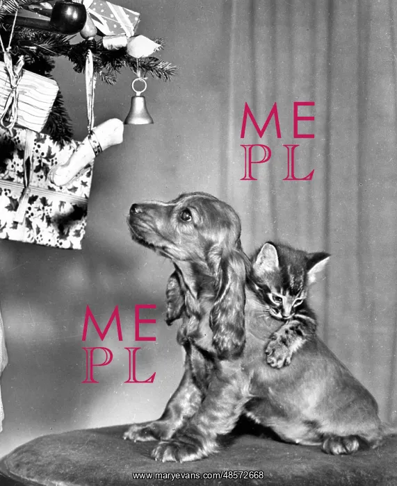  : Susi - with kitten at Christmas