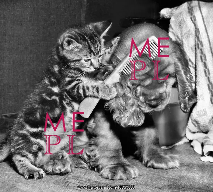 : Susi - with kitten and comb : Susi - with kitten and comb