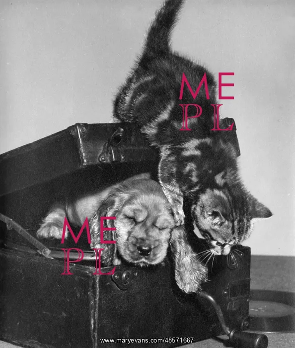 : Susi - with kitten inside record player : Susi - with kitten inside record player